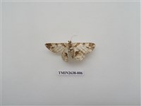 藏品(尺蛾165)的圖片